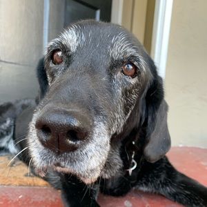 Meet your Posher, Elsie